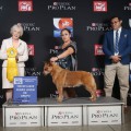 JABULANI WEINHOUND JABULANI WEINHOUND
