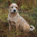 DINGOSTAR HERO OF THE DAY DINGOSTAR HERO OF THE DAY
