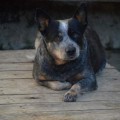 QUALITY HEELER'S CISSA LARA
