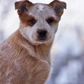ARLEN RUS DINGO
