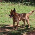 GOLD QUEN  FARM  DINGO