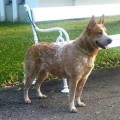 WILD DESERT DINGOS NOW OR NEVER