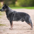 DINGOSTAR IMPORTANT PERSON DINGOSTAR IMPORTANT PERSON