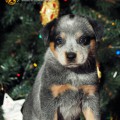 DINGOSTAR INDIGA