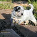 DINGOSTAR JADORE DINGOSTAR JADORE