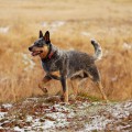TEXAS DINGO DUST AKA DRACO TEXAS DINGO DUST AKA DRACO
