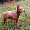 VALLESANTA RANCH ACD SANDY