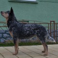 CITANA WARRIGAL PAWS