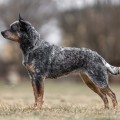 BROCKY WARRIGAL PAWS