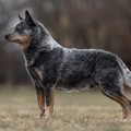 DINGOSTAR KANALETTO DINGOSTAR KANALETTO