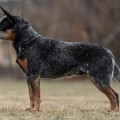 DASSAN J WARRIGAL PAWS