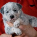 BIFLINT DROVER DARCY BIFLINT DROVER DARCY