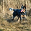 DAKOTA DINGO DUST AKA LUNA DAKOTA DINGO DUST AKA LUNA