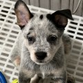 LIGHTNING HEELERS EUDORA LIGHTNING HEELERS EUDORA