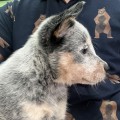 LIGHTNING HEELERS ELSA SNOW LIGHTNING HEELERS ELSA SNOW