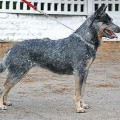 D'ASTRA CANINA DIAMANTINA