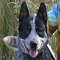 BOBIK ELBRUS BLUE HEELER