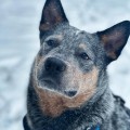 DRAUGS DINGO APSHAIN DRAUGS DINGO APSHAIN