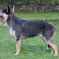 CASSIOPEIA CARPATHIAN DINGO