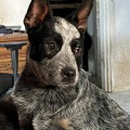 VALLESANTA RANCH ACD KAMAN SEASPRITE