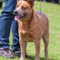 VALLESANTA RANCH ACD CARNIL