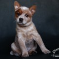 HOLLY DINGO DUST HOLLY DINGO DUST