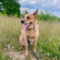 COLT DINGO DUST COLT DINGO DUST