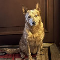 CHILLI DINGO DUST CHILLI DINGO DUST