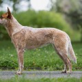 CALAMITY DINGO DUST CALAMITY DINGO DUST