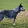 EYRE BLUE CIDABRO