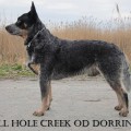 HELL HOLE CREEK OD DORRINKY HELL HOLE CREEK OD DORRINKY