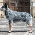 ADAHY WARRIGAL PAWS