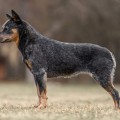 HAVIYA WARRIGAL PAWS