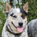 CIQALA WARRIGAL PAWS