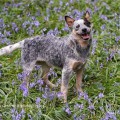 BEHITHA WARRIGAL PAWS