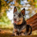 DOLI WARRIGAL PAWS