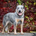 OATLEY BLUE CIDABRO