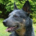 EYCK BLUE HEELER VON DER SIEGQUELLE
