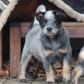 AMAZING AIRLIE BILLABONG HEELER