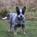 ACCURATE ALLURA BILLABONG HEELER