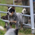 AUSPICIOUS ALISHA BILLABONG HEELER