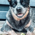 AWESOME AUBIN BILLABONG HEELER