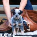 ALLEGIANT ARAWONGA BILLABONG HEELER
