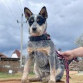 ANGELIC ADALIYA BILLABONG HEELER
