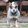 ADVANTAGES ALBURY BILLABONG HEELER
