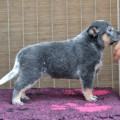 KNOWN AS EVENSTAR WARRIGAL PAWS
