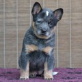 KHAZAD - DUM MORIA WARRIGAL PAWS
