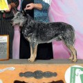 GCH HEARTLAND'S BLUE APACHE BOY