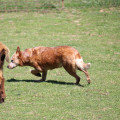 AE'S PLAYING THE ODDS CDX PCDX BN GN RE HT CGC TKN QW
