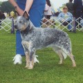 CH BRYN MAWR'S SHEEZA DINKA